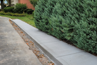 New sidewalk along a street with some vibrant green evergreen trees